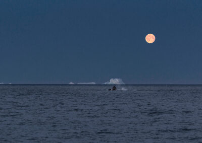 GL Waale bei Vollmond