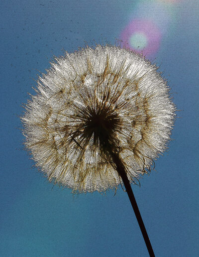 Sommerwind